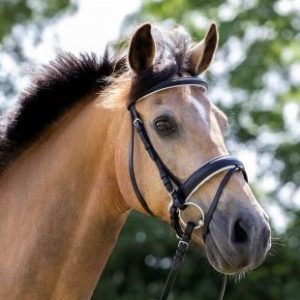 Hoofdstel Bonfire zw-wit