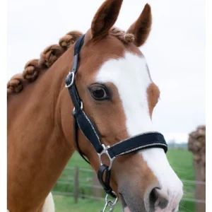 HB Showtime Velvet halster