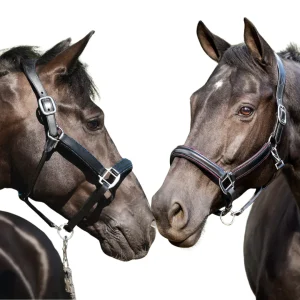 HB Showtime Glitty Halster