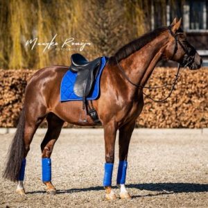Showtime Crown dressuur zadeldek Royal Blue