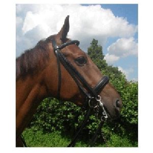 HB Stang en trens hoofdstel