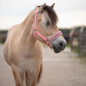 Halster Flamingo Handmade COB