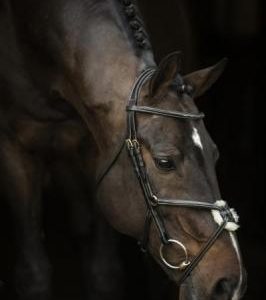 QHP LJ leathers new pro hoofdstel